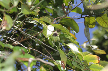 Austrobaileya scandens